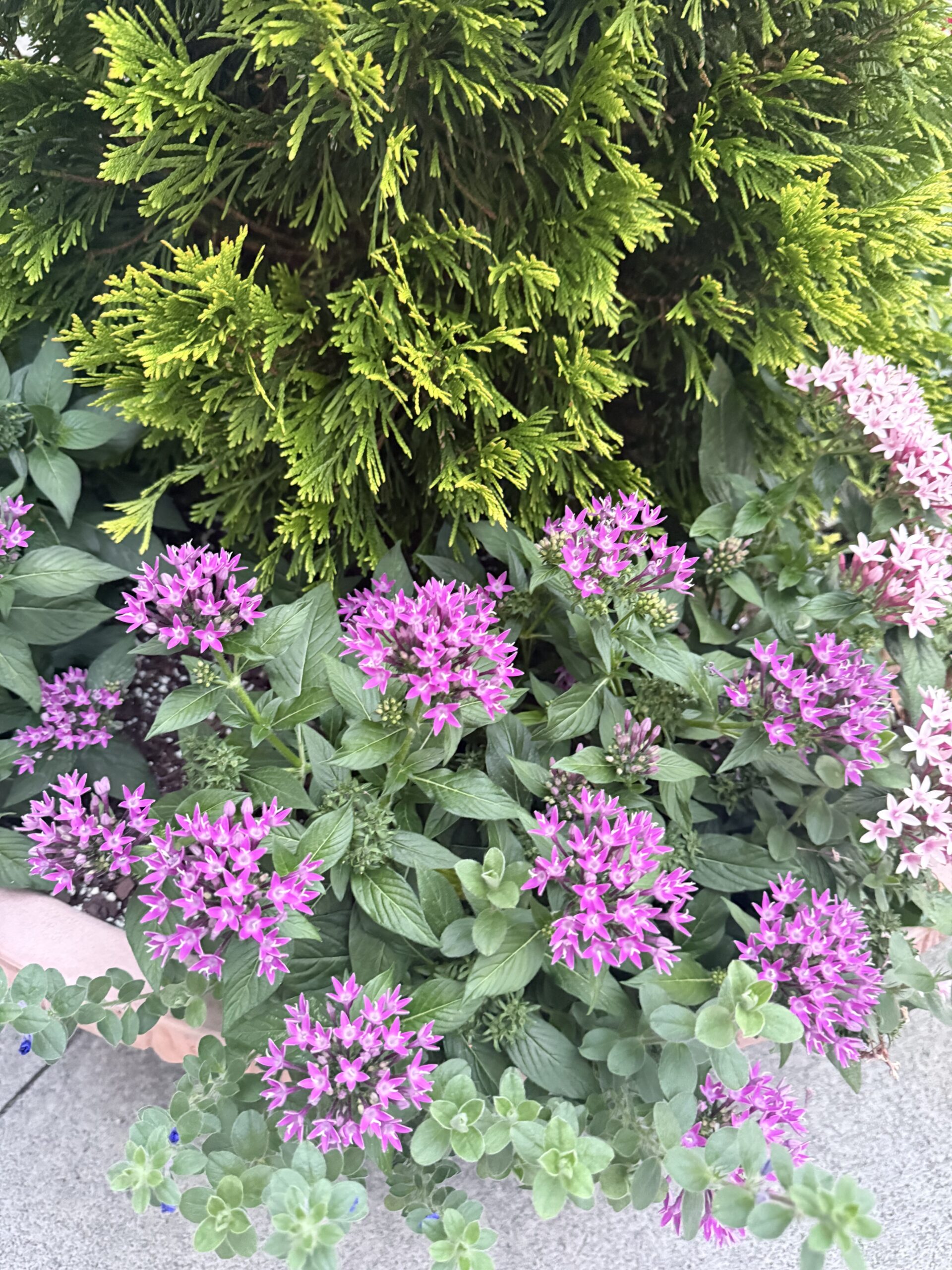 Summer Nights in North Carolina